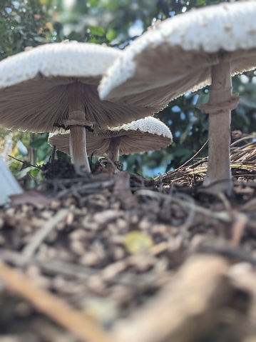 Macrolepiota Procera fungus plants, growing well