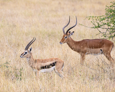 Thompson's Gazelle with Impala in the background, Masai Mara, Kenya