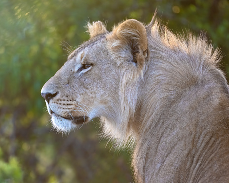 Male Lions ((Panthera leo). Ndutu region of Ngorongoro Conservation Area, Tanzania, Africa