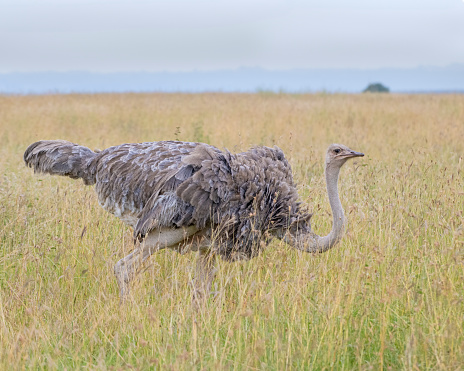 Female Ostrich in Nairobi National Park, Kenya