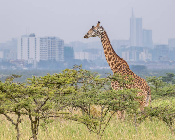 istock Masai Giraffe with Nairobi in the background 1783022892