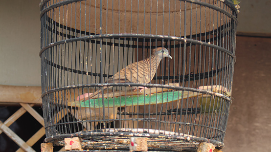 Indonesian endemic animal. Doves in a cage in the yard.