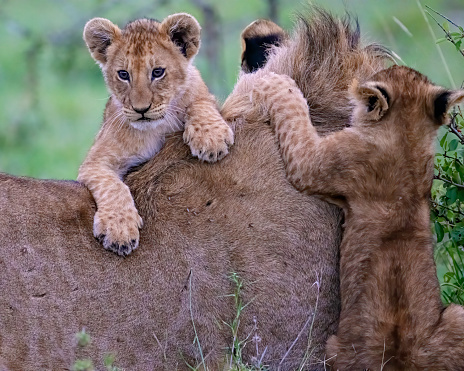 African Lion cubs in the Masai Mara, Kenya