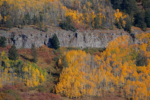 Fall colors have arrived in the Colorado highlands of Gunnison National Forest.