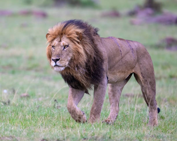 istock Male African Lion 1783030924