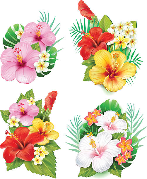 układ z hibiscus kwiaty - frangipani stock illustrations