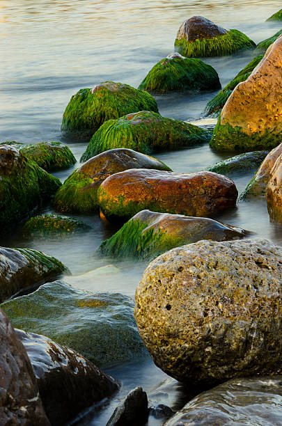 Stones, sea and green algae stock photo