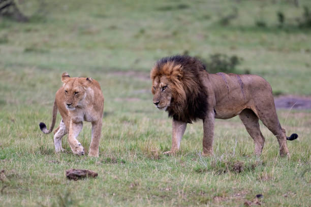 istock A pair of African Lions 1783032051