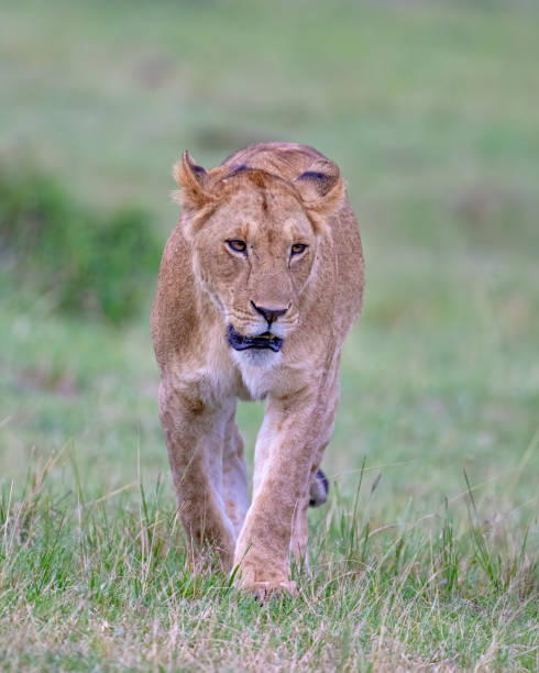istock African Lion female 1783034798