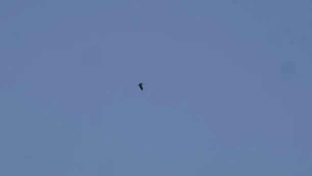 Flying bird in the blue sky.