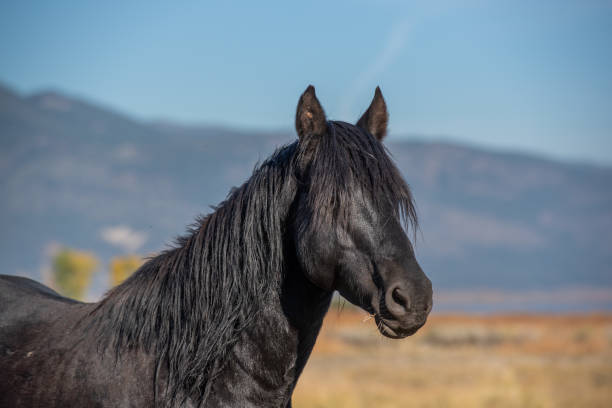 black mustang  in the Nevada desert
