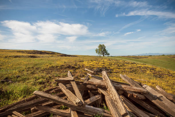 istock A pile of wood at Table Mountain Ecological Preserve 1783048679