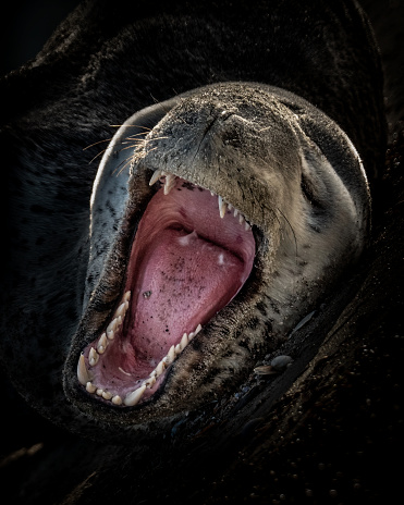 Black background leopard seal open mouth close up shot