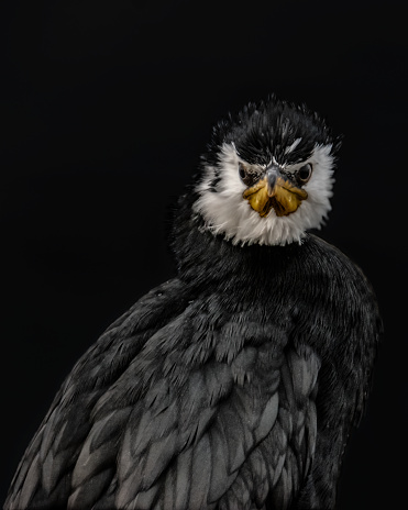 Black background pied little shag cormorant close up shot