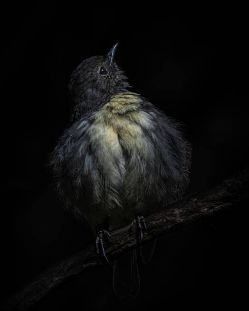 istock Black background South Island Robin close up shot 1783065486
