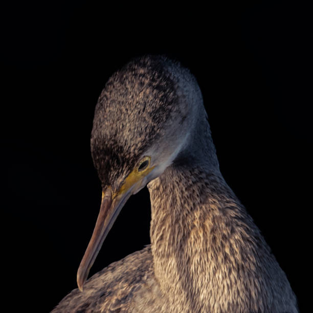 Black background juvenile spotted shag cormorant close up shot