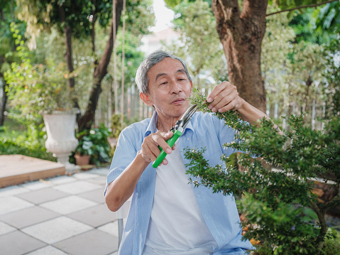 Asian senior man enjoy takes care outdoor plants garden, Portrait of elderly man planting small tree in the backyard at home, Active lifestyle and weekend activities, Retirement people