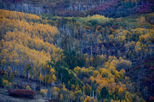 Fall colors have arrived in the Scrub Oak and Aspens in the Colorado highlands of Gunnison National Forest.