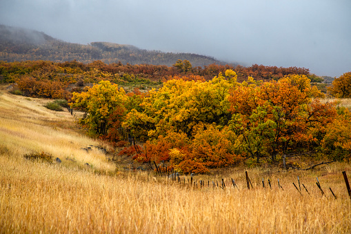 Fall colors have arrived in the Scrub Oak in the Colorado highlands near Grand Mesa National Forest.