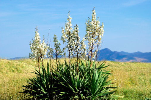 Blooming Yucca in arid climate. Scant vegetation arid landscape.