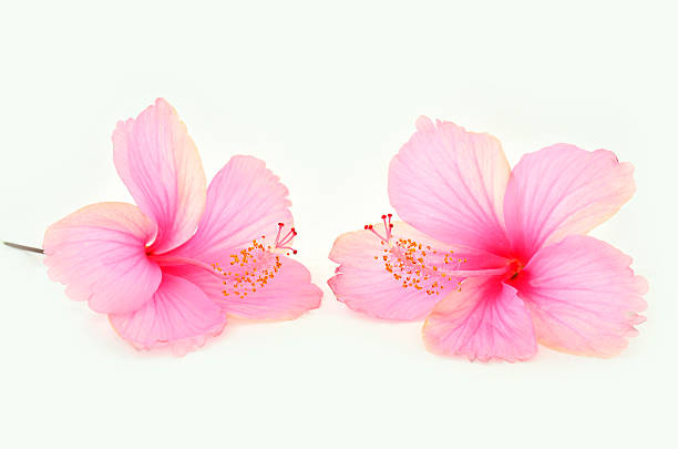istock Pink Hibiscus flower on white background 178308902