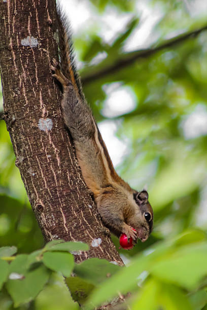 istock brown Thailand striped tree squirrel eating red jam fruit 178308937