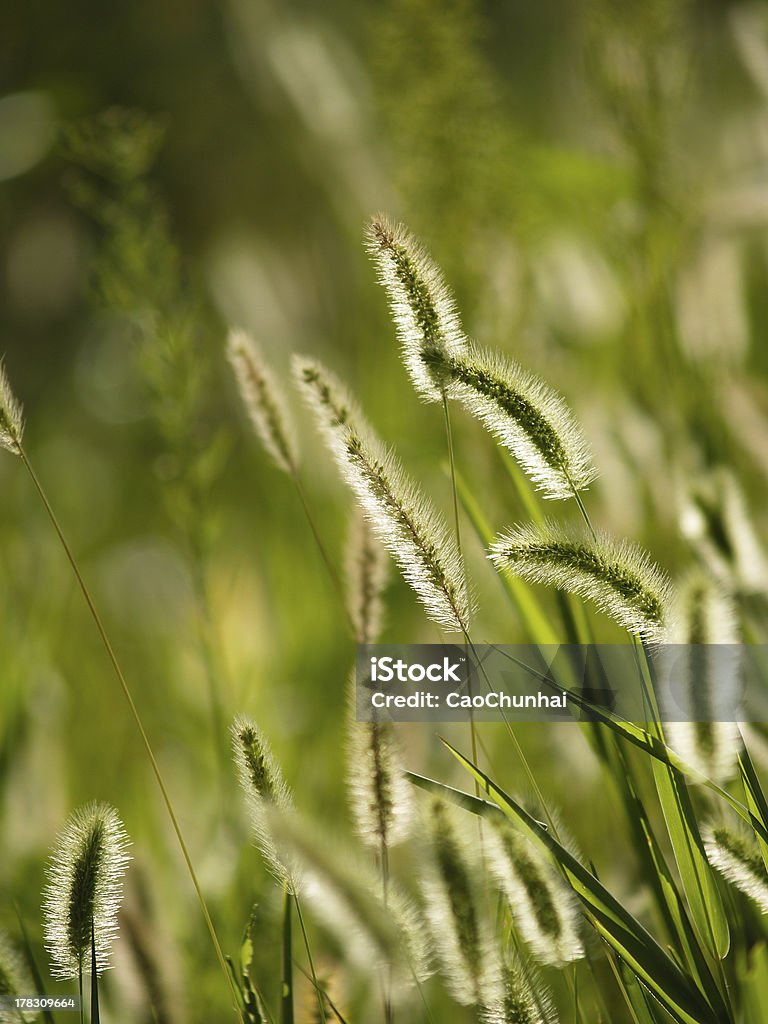Foxtail herbe - Photo de Abstrait libre de droits