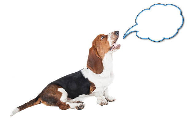 istock Basset hound speaks 178310815