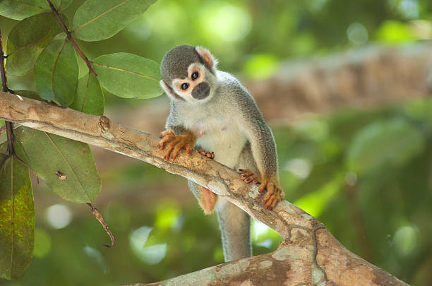 Spider monkey stock photo