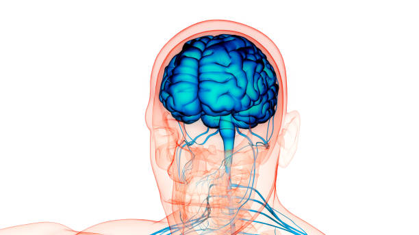 istock Central Organ of Human Nervous System Brain Anatomy 1783112842