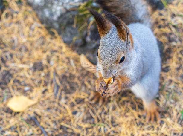 istock Autumn squirrel with nut sits on green grass with fallen yellow leaves 1783118297