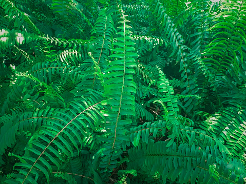 Nephrolepis biserrata, ferns in oil palm plantations.
