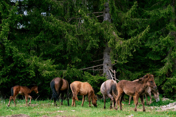i puledri baio pascolano accanto ai cavalli vicino agli abeti rossi verdi - livestock horse bay animal foto e immagini stock