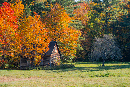 old rustic wooden house and autumn colorful tree