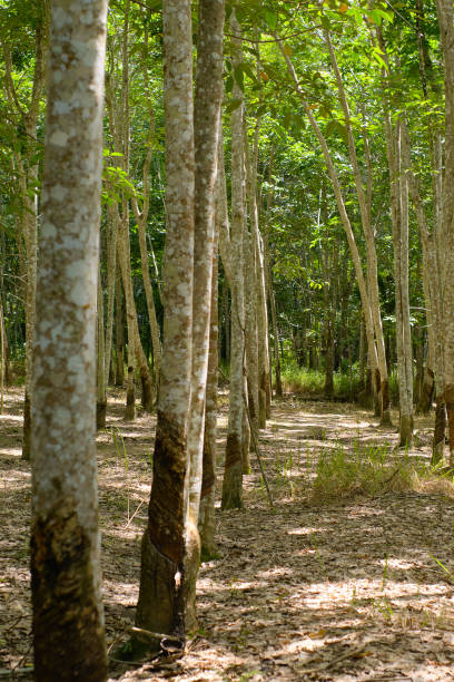 Rubber tree plantation in province jambi of indonesia . stock photo stock photo