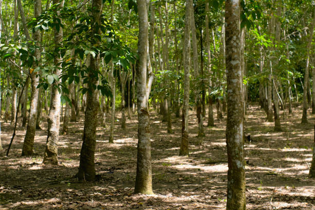 Rubber tree plantation in province jambi of indonesia . stock photo stock photo