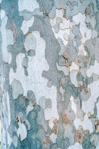 Variegated spotted texture of sycamore bark. High quality photo