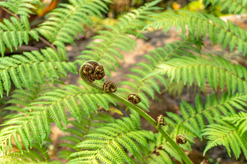 Closeup view of tree fern, showing new crozier emerging