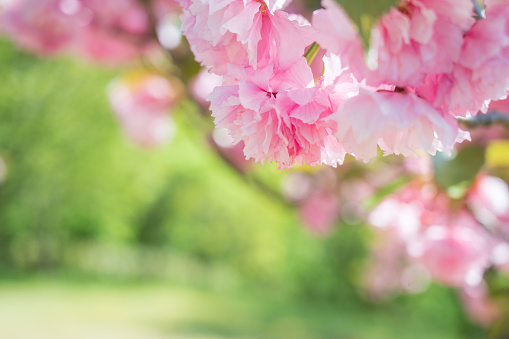 A bougainvillea branch with flowers in bloom isolated on white.