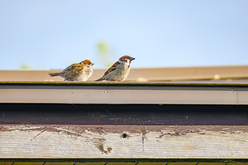 Birds in Niigata Prefecture, Japan