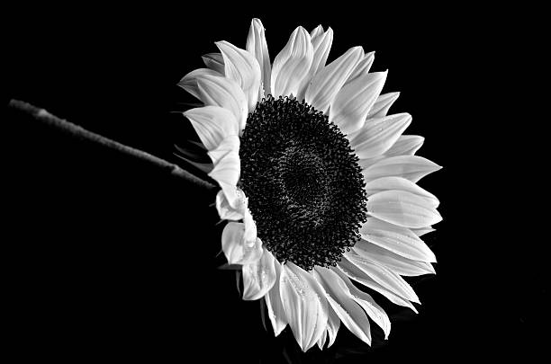 istock Beautiful Single Sunflower in Black and White 178318570