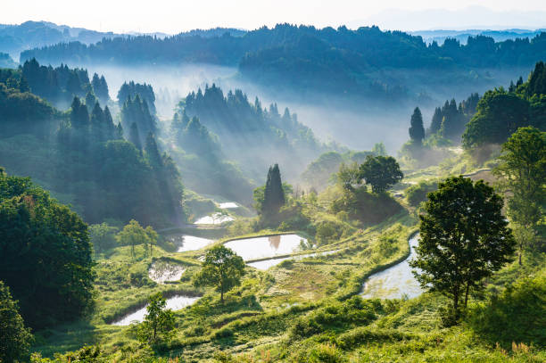 240+ Tokamachi Stock Photos, Pictures & Royalty-Free Images - iStock