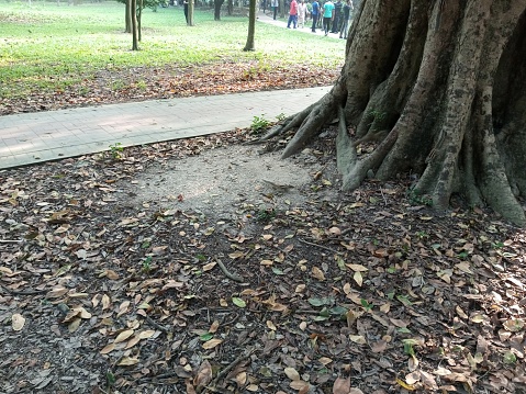 The chipmunks eating artificial foods in a park. Lack of flower and fruits in nature