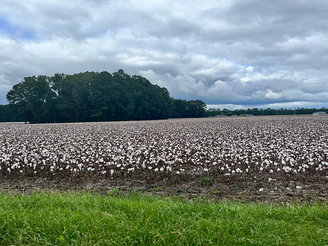 A cotton field among a field of clouds.