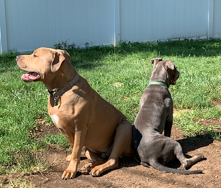 Amstaff siblings sitting back-to-back.