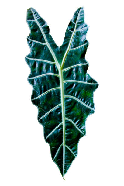 einzelne dunkelgrüne blätter der alocasia amazonica sanderiana (alocasia african mask), zimmerpflanzen-texturblatt isoliert auf weißem hintergrund, beschneidungspfad enthalten - chlorophyll leaf single object green stock-fotos und bilder