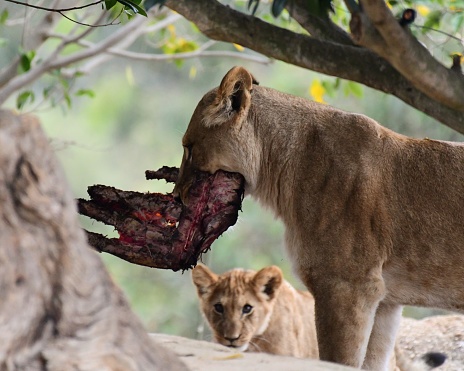 Lions eating