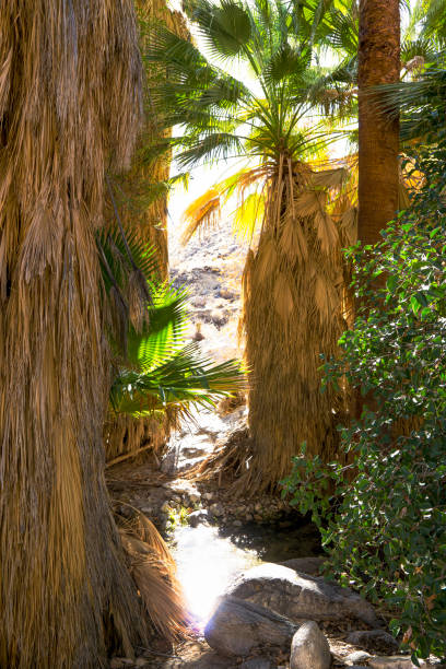 istock Palm Springs Indian Canyons 1783205455