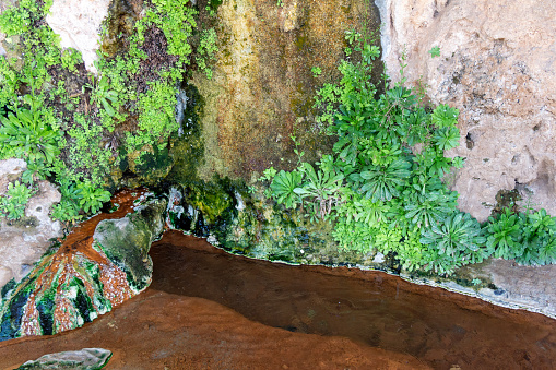 Green vegetation on rocks in the hot water spring of the Hammam Bouhadjar, Ain Temouchent, Algeria.