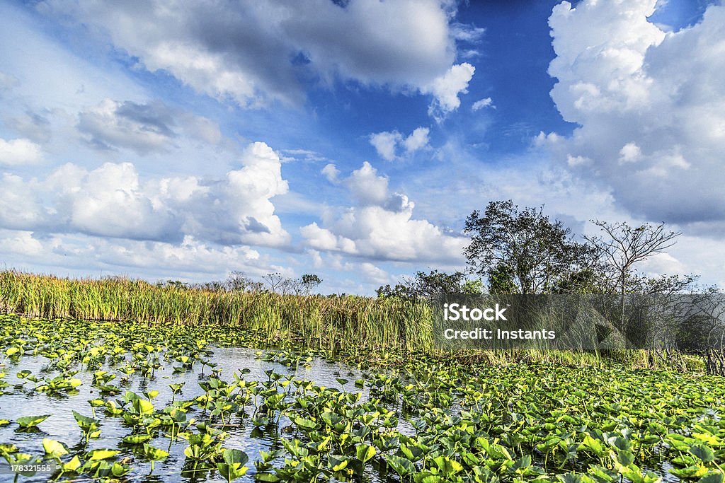 Everglades - Lizenzfrei Everglades-Nationalpark Stock-Foto